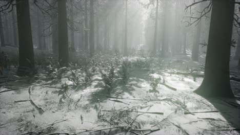 winter-snow-covered-forest-on-a-cloudy-day